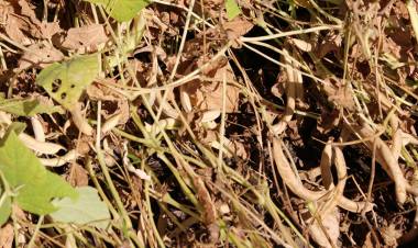 Falta de riego afecta cultivos de poroto en zona centro sur