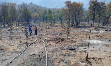Fuego arrasó con 60 hectáreas en sector “Quebrada de Medina” en “El Melado”
