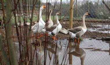 Entregan aporte a granja educativa “San Gregorio” del sector  “La Tercera”