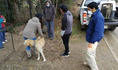 PDI rescata a perros labradores desnutridos y amarrados con cadenas y candados