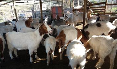 En San Javier incursionan en la producción de forraje verde hidropónico