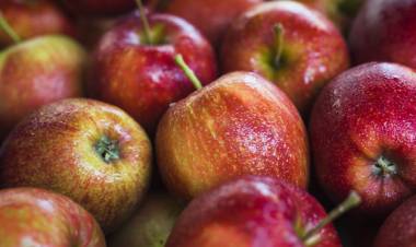 Plagas, alta posibilidad de heladas y producción sustentable: los escenarios a los que se enfrentan los cultivos de manzana actualmente