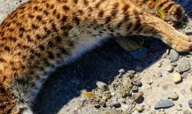 Encuentran un gato güiña atropellado en el cruce a Constitución en la Ruta Cinco sur