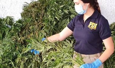 En sector “Los Boldos” de la comuna de Colbún la PDI de Linares decomisa 2 mil plantas de cannabis sativa