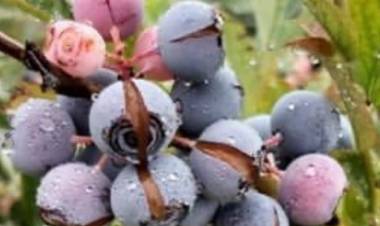 Lluvias provocan pérdidas millonarias en la fruticultura de Linares y el Maule