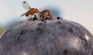 Plaga de moscas de “alas manchadas” está afectado la producción de berries de la provincia de Linares