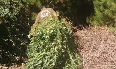 Policía uniformada decomisa 205 plantas de cannabis sativa en localidad de Melozal