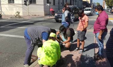Muere perrita comunitaria atropellada frente a la Municipalidad de Linares