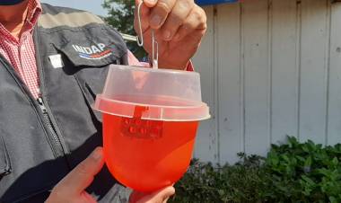 INDAP comenzó la entrega de trampas para la detección de la temida “mosca de la fruta”