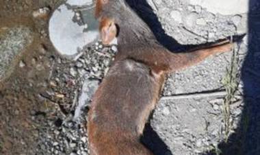 Impacto genera hallazgo de Pudu muerto en las aguas del río Ancoa