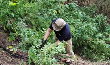 PDI decomisa más de 9 mil plantas de marihuana en la zona de "Los Boldos" en la comuna de Colbún