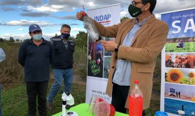 Ministerio de Agricultura aumenta a 750 las trampas para controlar la plaga "Drosophila Suzukii" en la zona de Longaví y Retiro