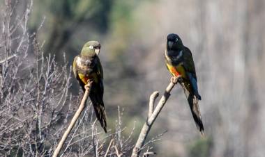 Municipalidad de Colbún y "Fundación Putagán Libre" trabajan por la conservación del "Loro Tricahue"