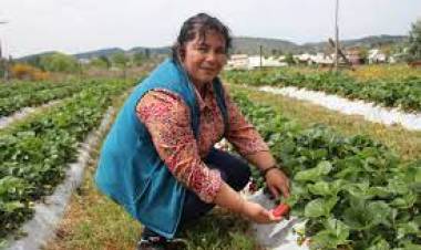 Aprueban recursos para proyectos de reconversión y diversificación de la pequeña agricultura en el Maule