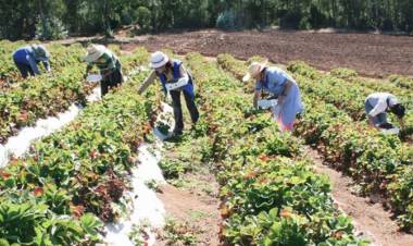 Diputado Matta ingresa proyecto para incluir a pequeños agricultores en bono de alivio a Pymes