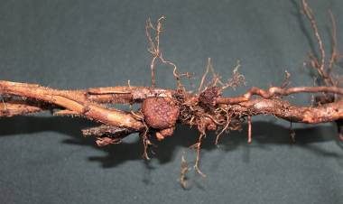 Llaman a adoptar medidas preventivas para evitar peligrosa enfermedad en huertos de berries