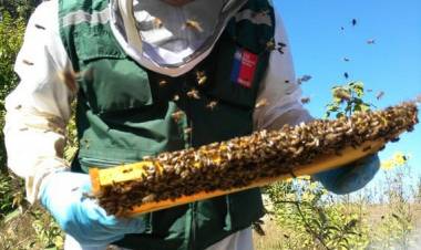 Se abre el mercado de Arabia Saudita para la miel y productos apícolas chilenos