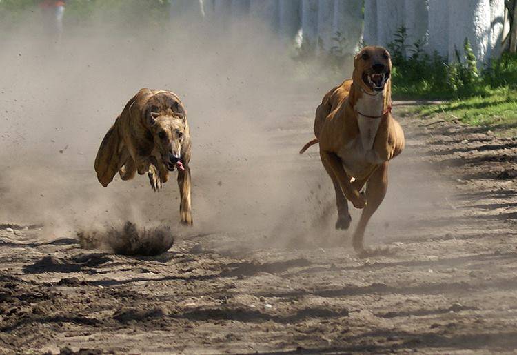 Carreras de perros serán sancionadas con presidio menor en su grado mínimo