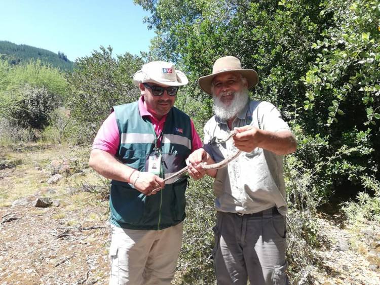 Liberan chunchos, tucúqueres, lechuzas y culebras rehabilitadas en zoológico de Linares