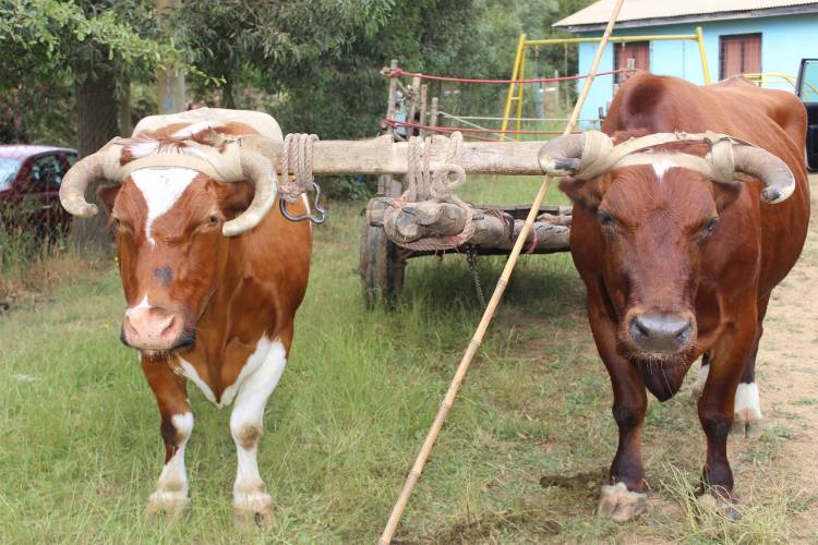 “Los Rabones” tendrá la “Quinta Fiesta de la Carreta”