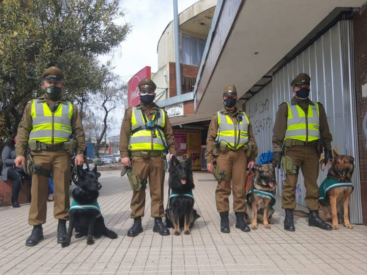 El Maule contará con brigada canina biodetectora de Coronavirus