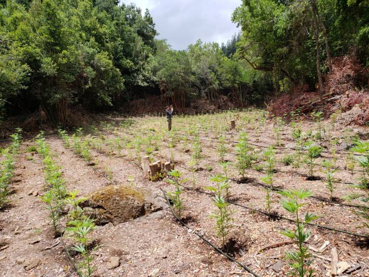 Decomisan más de 2.000 mil plantas de Marihuana en la precordillera de Colbún
