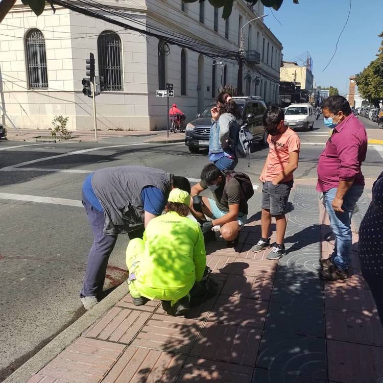Muere perrita comunitaria atropellada frente a la Municipalidad de Linares